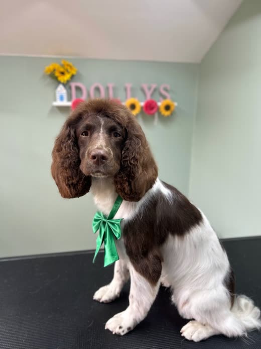 The spaniel wearing a green bow after its groom